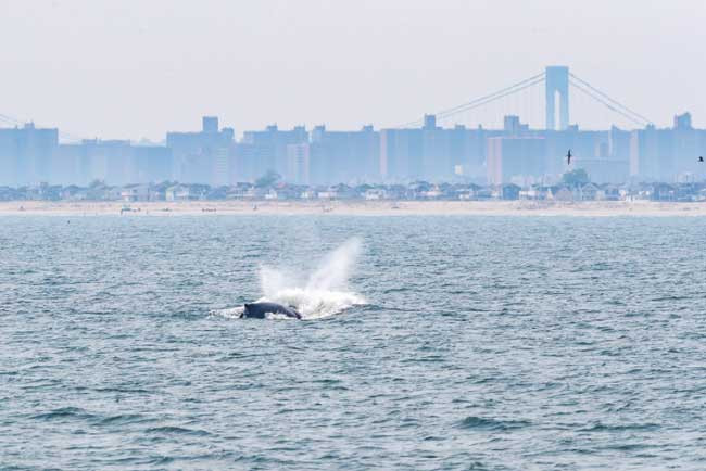 Ballena nueva york ciudad mar